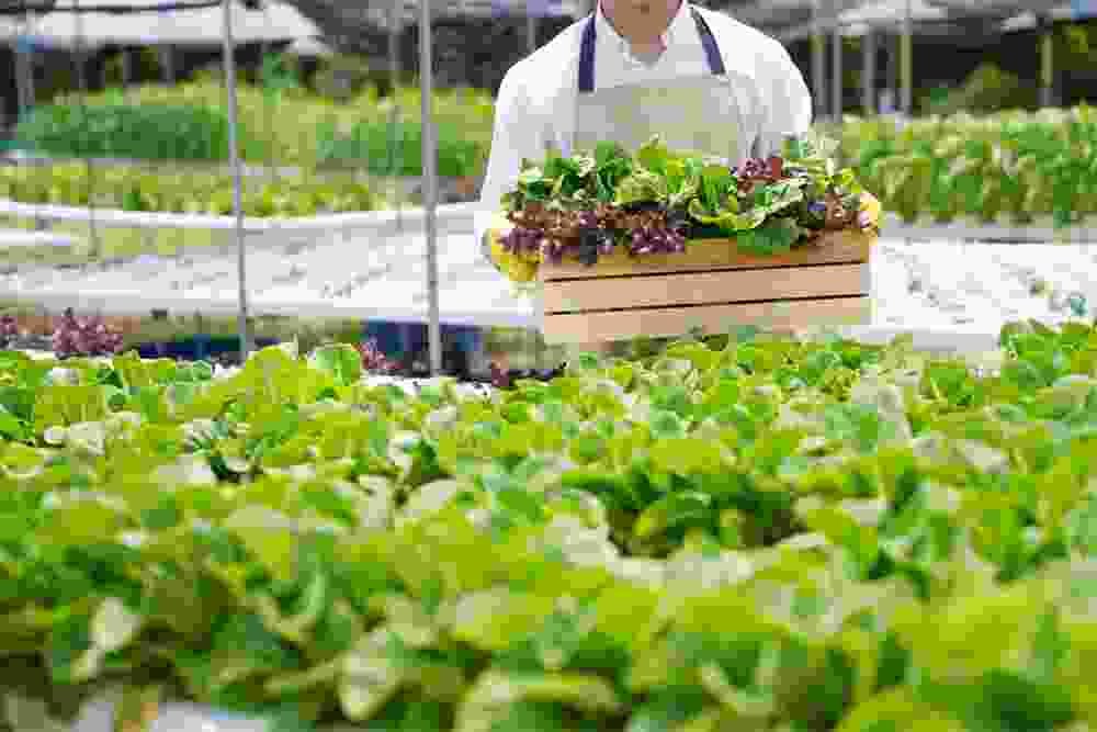 Green Pakistan Nature Farming
