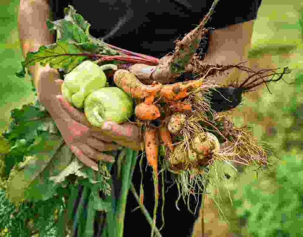 Green Pakistan Nature Farming